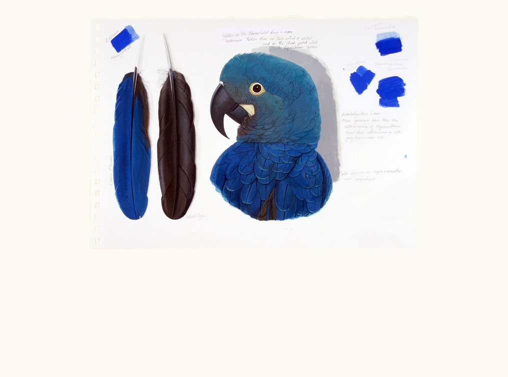 Study of Lears Macaw